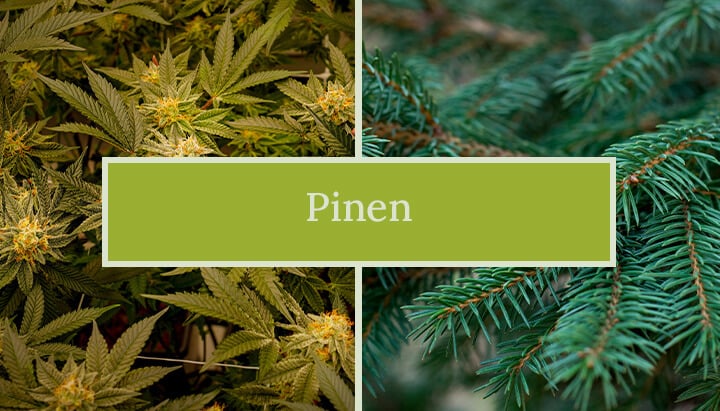 Pinene Cannabis Terpene