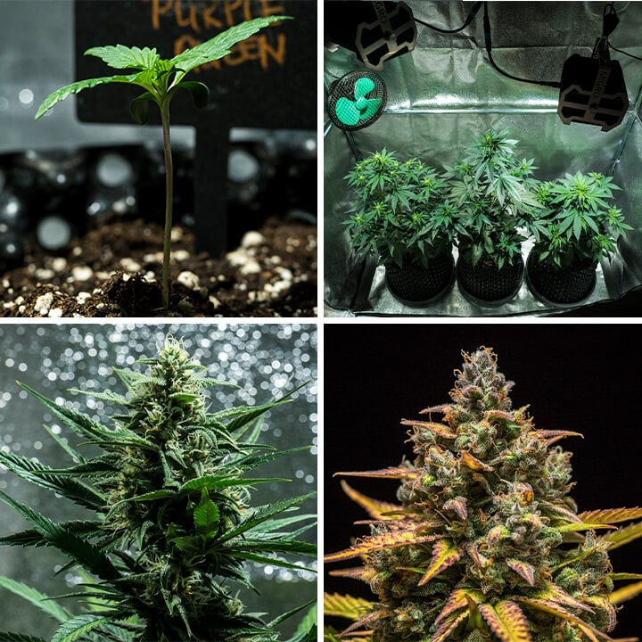 Collage von Bildern der Purple Queen Auto Cannabissorte von Royal Queen Seeds. Diese selbstblühende Sorte bietet lebendige violette Blüten, Zitrusaromen und ein sanftes High. Wächst indoor bis zu 90–140 cm und liefert 400 g/m² in 8–9 Wochen. Ideal für den Innenanb