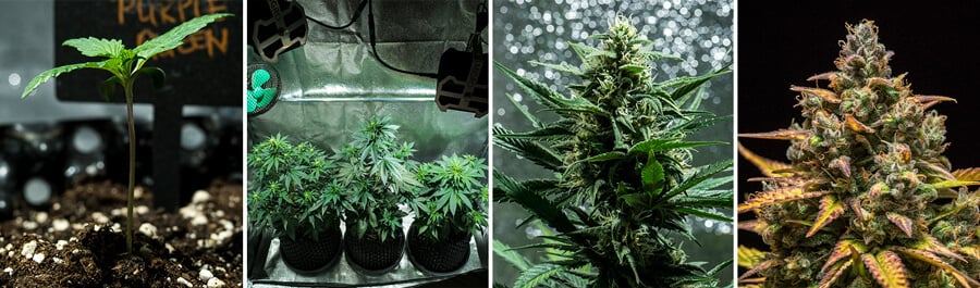 Collage von Bildern der Purple Queen Auto Cannabissorte von Royal Queen Seeds. Diese selbstblühende Sorte bietet lebendige violette Blüten, Zitrusaromen und ein sanftes High. Wächst indoor bis zu 90–140 cm und liefert 400 g/m² in 8–9 Wochen. Ideal für den Innenanb