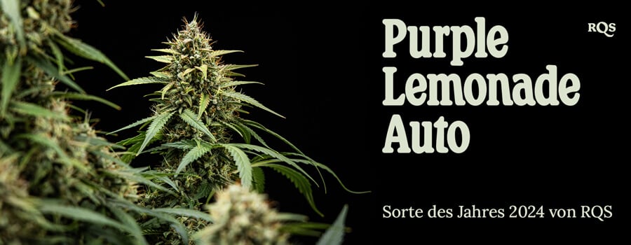 Nahaufnahme einer Purple Lemonade Auto Cannabis-Pflanze mit grünen Blättern, lila und weißen Härchen, in einem Topf. Informationelles Bild, nicht als medizinischer Rat gedacht.