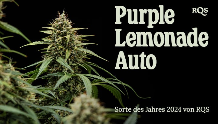 Nahaufnahme einer Purple Lemonade Auto Cannabis-Pflanze mit grünen Blättern, lila und weißen Härchen, in einem Topf. Informationelles Bild, nicht als medizinischer Rat gedacht.