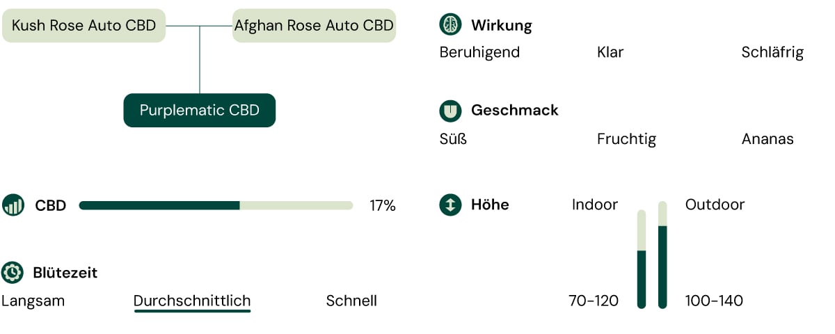 Eine Infografik, die die Eigenschaften der Sorte Purplematic CBD beschreibt, mit Schwerpunkt auf ihrem fruchtigen Aroma, dem kompakten Wuchs (70–120 cm) und den nicht-psychoaktiven Effekten, was sie für Züchter mit unterschiedlichem Erfahrungsniveau geeignet macht.