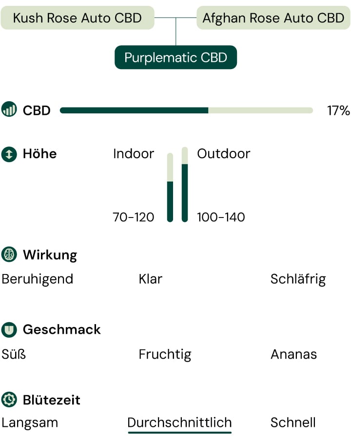 Eine Infografik, die die Eigenschaften der Sorte Purplematic CBD beschreibt, mit Schwerpunkt auf ihrem fruchtigen Aroma, dem kompakten Wuchs (70–120 cm) und den nicht-psychoaktiven Effekten, was sie für Züchter mit unterschiedlichem Erfahrungsniveau geeignet macht.