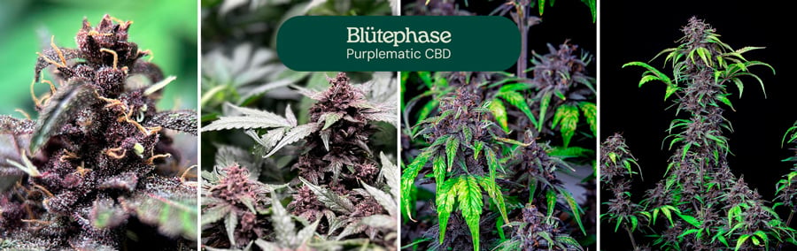 Blütephase der Sorte Purplematic CBD, in der sich entwickelnde Blüten und grünes Laub gezeigt werden.