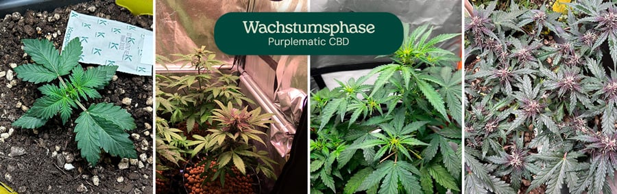 Bilder der vegetativen Phase der Sorte Purplematic CBD, die einen jungen Sämling und mehrere Pflanzen mit gesunden grünen Blättern unter Wachstumslampen zeigen, was auf ein kräftiges Wachstum in dieser Phase hinweist.