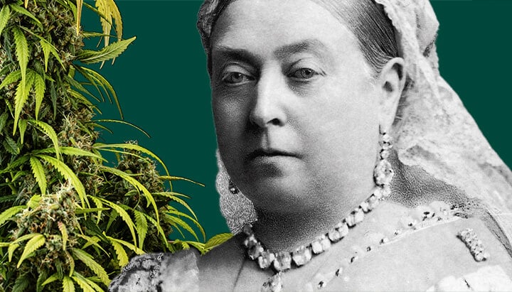 Porträt von Königin Victoria, umgeben von üppigen Cannabis-Pflanzen vor einem dunkelgrünen Hintergrund.