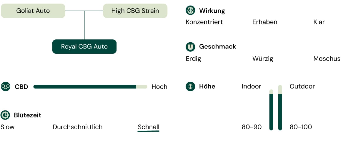 Infografik mit den Merkmalen der Royal CBG Auto Cannabissorte, einschließlich Eigenschaften wie hohem CBG-Gehalt, schneller Blütezeit, kompakter Höhe und Effekten wie Fokus und Klarheit.