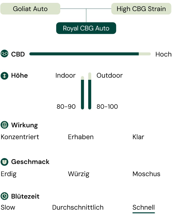 Infografik mit den Merkmalen der Royal CBG Auto Cannabissorte, einschließlich Eigenschaften wie hohem CBG-Gehalt, schneller Blütezeit, kompakter Höhe und Effekten wie Fokus und Klarheit.