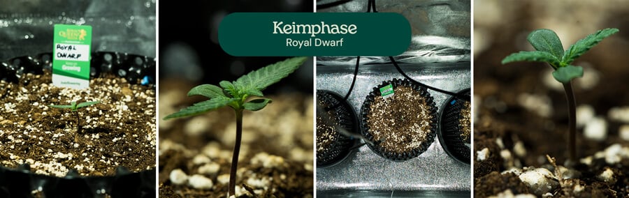 Royal Dwarf Germination