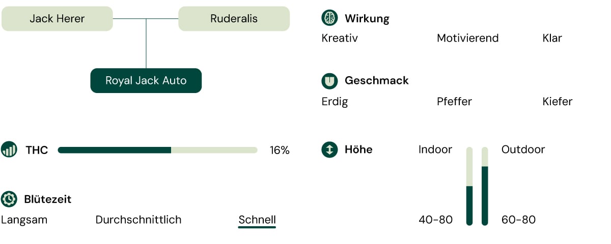 Merkmale der Cannabis-Sorte Royal Jack Auto: Höhe, Blütezeit, THC-Gehalt, Effekte, Geschmack, Anbaubedingungen