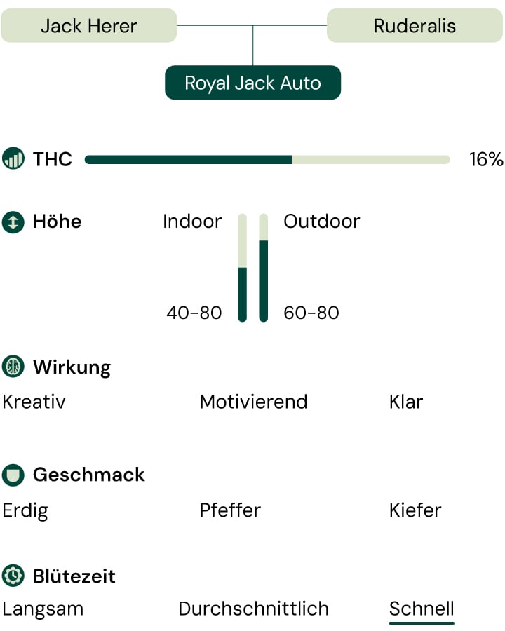 Merkmale der Cannabis-Sorte Royal Jack Auto: Höhe, Blütezeit, THC-Gehalt, Effekte, Geschmack, Anbaubedingungen