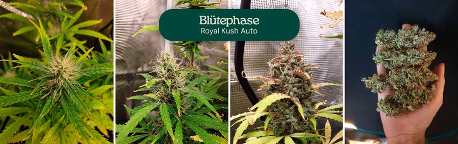 Royal Kush Auto Flowering Phase