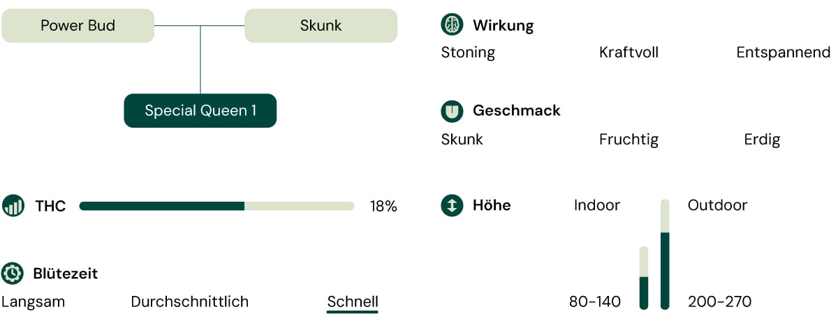 Eine visuelle Darstellung der Cannabissorte Special Queen 1, die ihre Eigenschaften wie THC-Gehalt, Höhe, Blütezeit, Effekte, Geschmack und Aussehen hervorhebt.