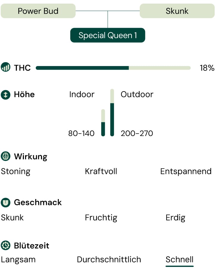 Eine visuelle Darstellung der Cannabissorte Special Queen 1, die ihre Eigenschaften wie THC-Gehalt, Höhe, Blütezeit, Effekte, Geschmack und Aussehen hervorhebt.