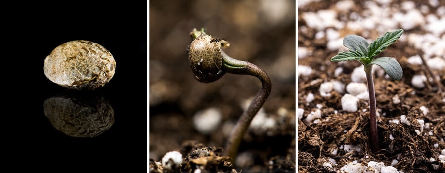 Triptychon aus drei Bildern, das die Keimlingsphase des Cannabisanbaus zeigt: Das erste Bild zeigt eine Nahaufnahme eines Cannabissamens, das zweite zeigt den Keimungsprozess mit dem keimenden Samen und einer sichtbaren Hauptwurzel, und das dritte illustriert eine einwöchige Cannabispflanze mit sich entwickelnden echten Blättern. Diese visuelle Anleitung hebt die wichtigsten Wachstumsphasen hervor, einschließlich der Imbibition und der Übergang von Samen zu Keimling.