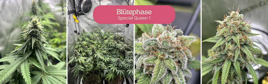 Eine Collage, die die Blütephase von Special Queen 1 Cannabispflanzen zeigt, einschließlich Nahaufnahmen von Blütenständen und Pflanzen in verschiedenen Entwicklungsstadien.