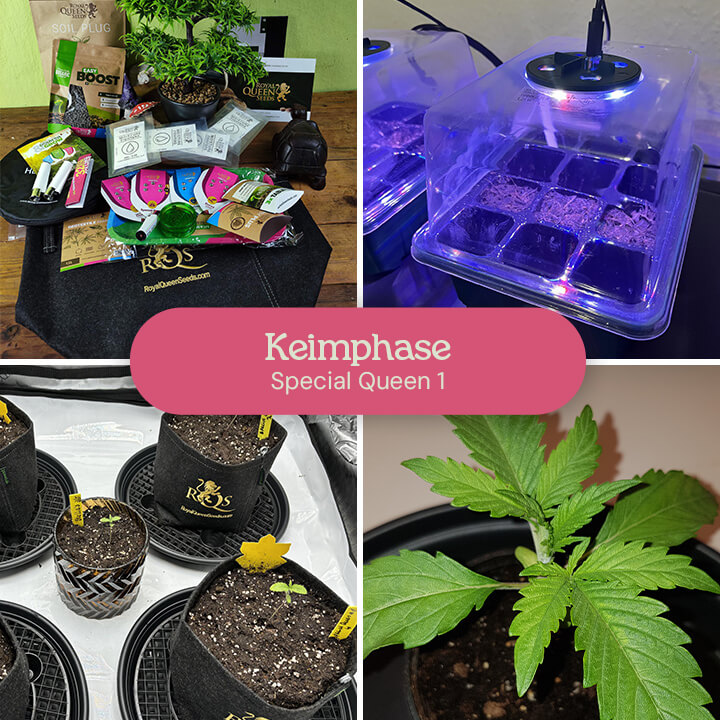 Eine Collage, die den Keimungsprozess von Special Queen 1 Cannabis-Samen zeigt, einschließlich Samen in einer Keimschale, Sämlingen in Töpfen und einer reifen Sämling.