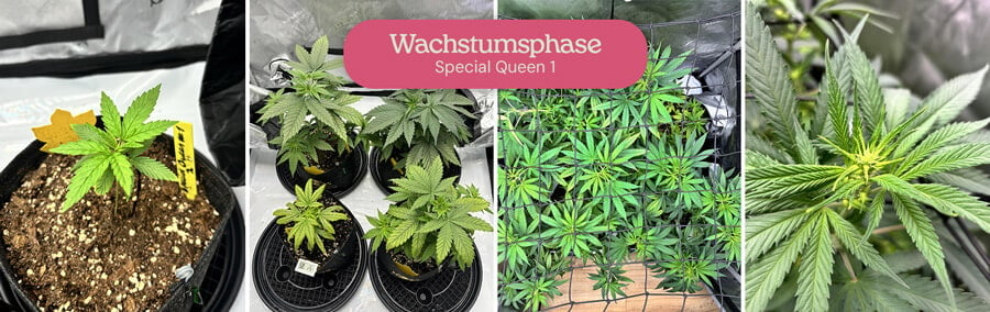 Eine Collage, die das vegetative Wachstum von Special Queen 1 Cannabispflanzen zeigt, von kleinen Sämlingen bis hin zu reifen Pflanzen in Töpfen und einer größeren Pflanze in einem Growzelt.