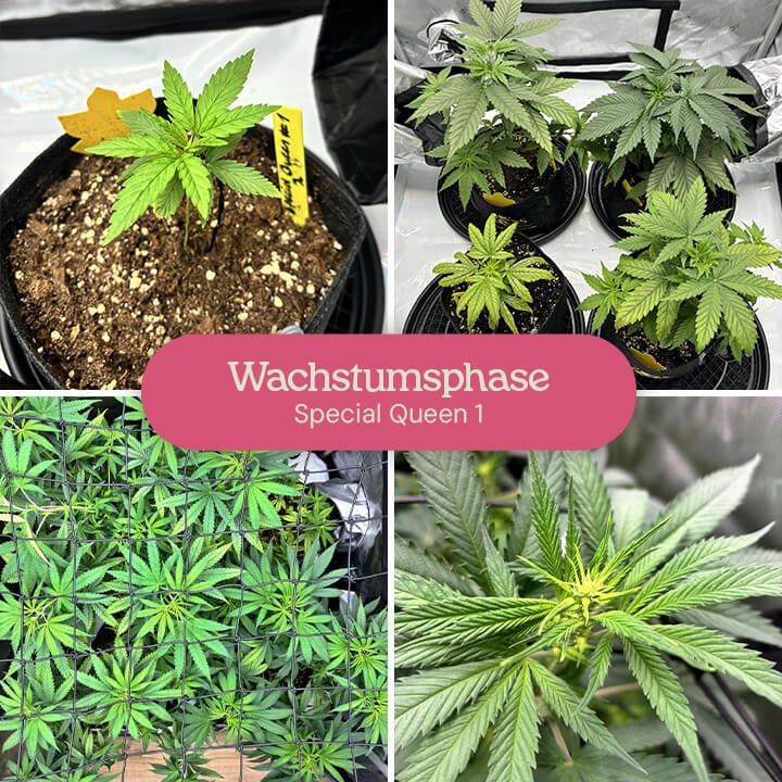 Eine Collage, die das vegetative Wachstum von Special Queen 1 Cannabispflanzen zeigt, von kleinen Sämlingen bis hin zu reifen Pflanzen in Töpfen und einer größeren Pflanze in einem Growzelt.