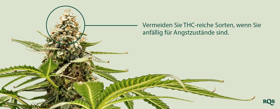 Eine Nahaufnahme einer Cannabispflanze mit einer hervorgehobenen Blüte. Der Text "Vermeiden Sie Sorten mit hohem THC-Gehalt, wenn Sie ein anfälliger Nutzer für Angstzustände sind" steht neben der Blüte.