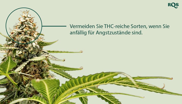 Eine Nahaufnahme einer Cannabispflanze mit einer hervorgehobenen Blüte. Der Text "Vermeiden Sie Sorten mit hohem THC-Gehalt, wenn Sie ein anfälliger Nutzer für Angstzustände sind" steht neben der Blüte.