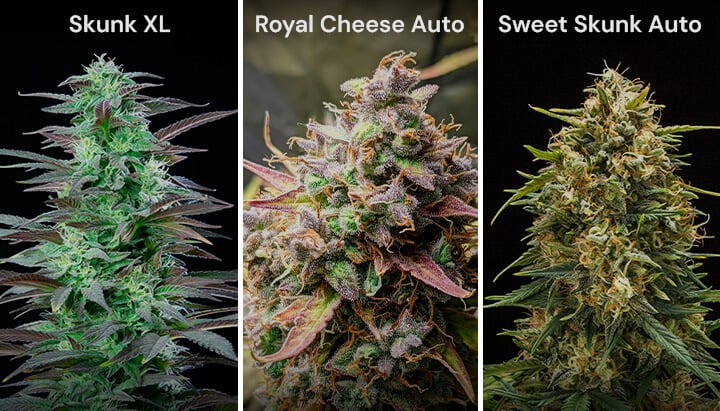 Ein Collage von drei Cannabis-Sorten: Skunk XL mit dichten Blüten, Royal Cheese Auto mit orangefarbenen Pistillen und Sweet Skunk Auto mit grünen und lila Blüten.