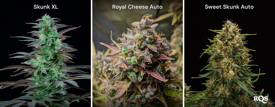 Ein Collage von drei Cannabis-Sorten: Skunk XL mit dichten Blüten, Royal Cheese Auto mit orangefarbenen Pistillen und Sweet Skunk Auto mit grünen und lila Blüten.