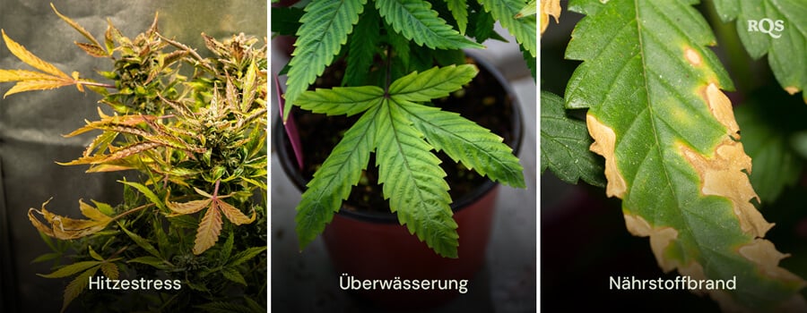 Eine Collage von drei Cannabis-Pflanzen, die 