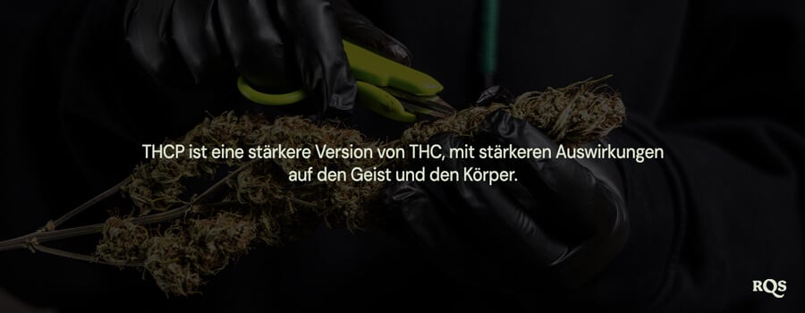 Person mit schwarzen Handschuhen schneidet eine Cannabispflanze und hebt hervor, dass "THCP eine stärkere Version von THC ist, mit stärkeren Auswirkungen auf Geist und Körper."