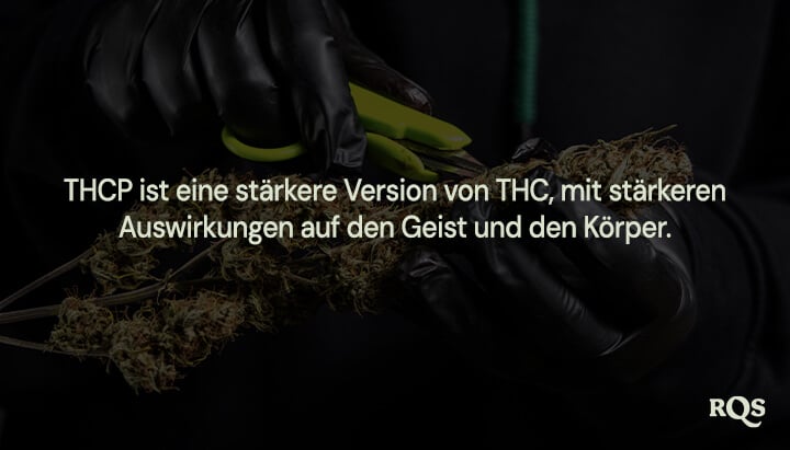 Person mit schwarzen Handschuhen schneidet eine Cannabispflanze und hebt hervor, dass "THCP eine stärkere Version von THC ist, mit stärkeren Auswirkungen auf Geist und Körper."