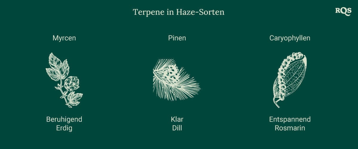 Grafik mit drei Terpenen aus Haze-Cannabissorten, jeweils mit einer Pflanzenillustration verknüpft. Effekte wie Entspannung, Energieschub und Fokus sind darunter aufgeführt.