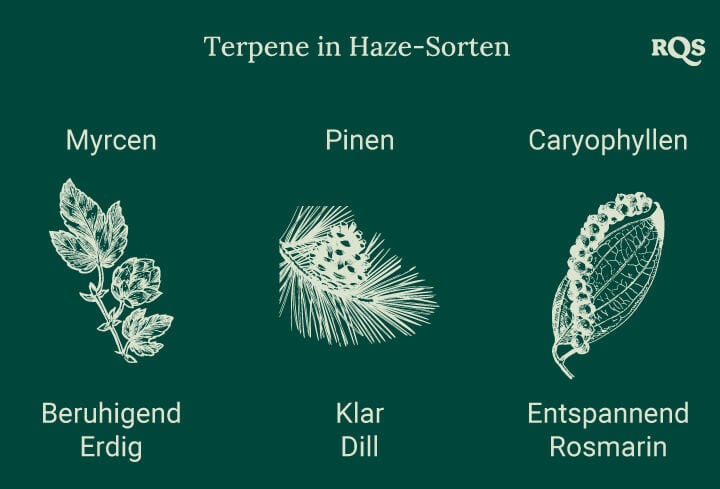 Grafik mit drei Terpenen aus Haze-Cannabissorten, jeweils mit einer Pflanzenillustration verknüpft. Effekte wie Entspannung, Energieschub und Fokus sind darunter aufgeführt.