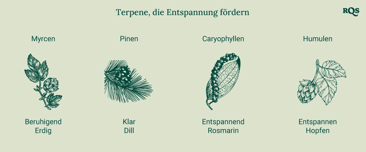 Ein Diagramm, das entspannende Terpene wie Myrcen, Pinen, Caryophyllen und Humulen zeigt, alphabetisch geordnet mit Bildern der jeweiligen Pflanzen, die ihre beruhigende Wirkung hervorheben.