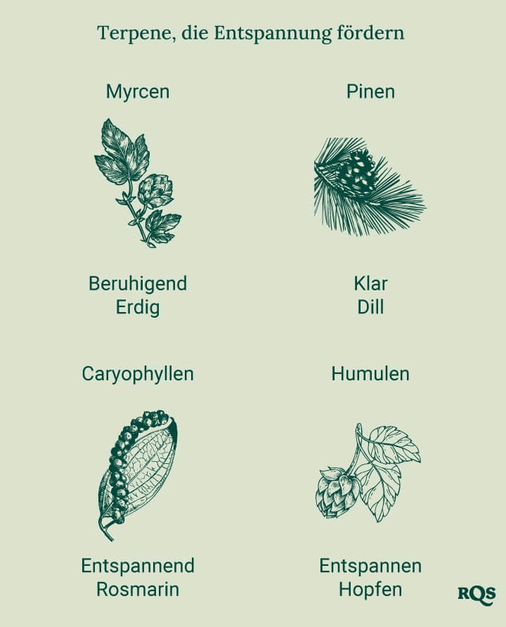 Ein Diagramm, das entspannende Terpene wie Myrcen, Pinen, Caryophyllen und Humulen zeigt, alphabetisch geordnet mit Bildern der jeweiligen Pflanzen, die ihre beruhigende Wirkung hervorheben.