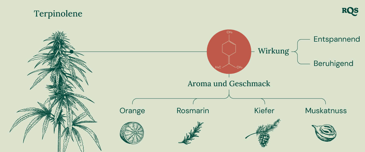 "Terpinolen-Infografik: Die chemische Struktur, das Aroma, der Geschmack und die Wirkungen von Terpinolen, einem Terpen, das im Cannabis vorkommt.  "