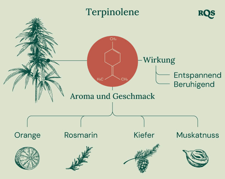 "Terpinolen-Infografik: Die chemische Struktur, das Aroma, der Geschmack und die Wirkungen von Terpinolen, einem Terpen, das im Cannabis vorkommt.  "