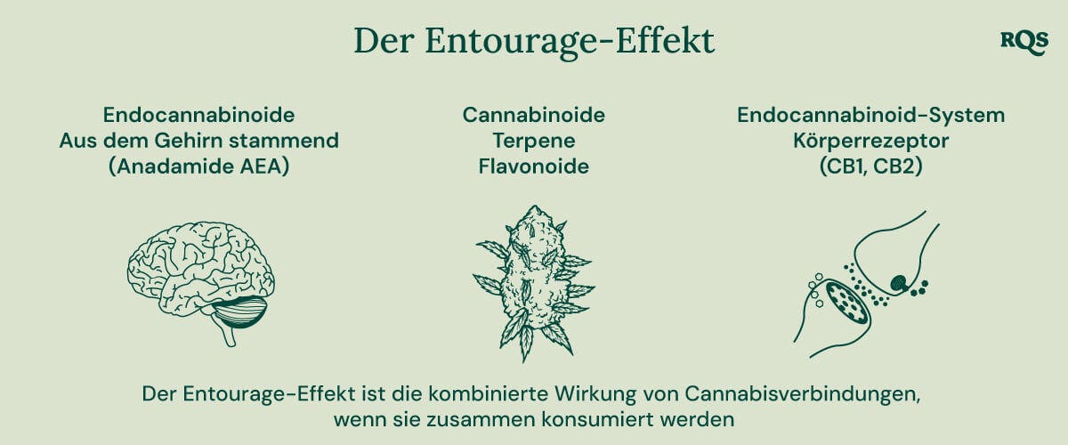 Infografik, die darstellt, wie verschiedene Cannabisverbindungen im Körper interagieren. Sie veranschaulicht die Beziehung zwischen Endocannabinoiden, Cannabinoiden, Terpenen, Flavonoiden und den Rezeptoren des Endocannabinoidsystems im Körper. Das Diagramm zeigt ein Gehirn, eine Cannabisknospe und Zellrezeptoren, um darzustellen, wie diese Elemente zusammenarbeiten.