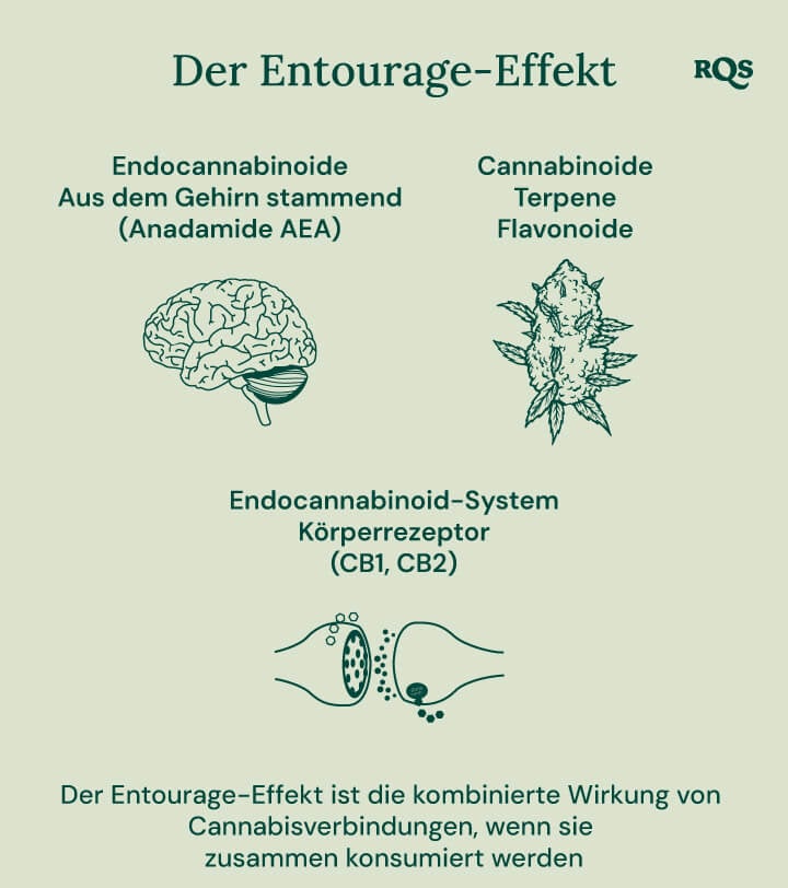 Infografik, die darstellt, wie verschiedene Cannabisverbindungen im Körper interagieren. Sie veranschaulicht die Beziehung zwischen Endocannabinoiden, Cannabinoiden, Terpenen, Flavonoiden und den Rezeptoren des Endocannabinoidsystems im Körper. Das Diagramm zeigt ein Gehirn, eine Cannabisknospe und Zellrezeptoren, um darzustellen, wie diese Elemente zusammenarbeiten.