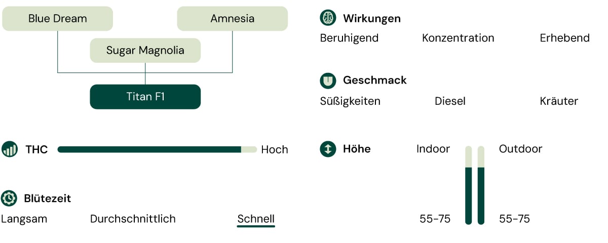 Diagramm der Titan F1 Cannabis-Sorte, das die Elterngenetik, Effekte, Geschmacksprofil, THC-Gehalt, Pflanzenhöhe und schnelle Blütegeschwindigkeit zeigt.