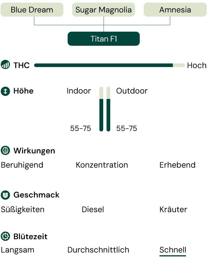 Diagramm der Titan F1 Cannabis-Sorte, das die Elterngenetik, Effekte, Geschmacksprofil, THC-Gehalt, Pflanzenhöhe und schnelle Blütegeschwindigkeit zeigt.