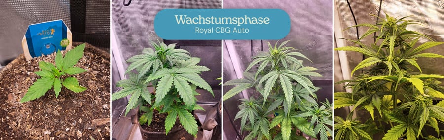 Vegetative Phase der Royal CBG Auto Cannabissorte. Die Bilder zeigen junge Pflanzen mit üppigen grünen Blättern, die höher und voller wachsen, während sie sich in den frühen Entwicklungsstadien befinden.