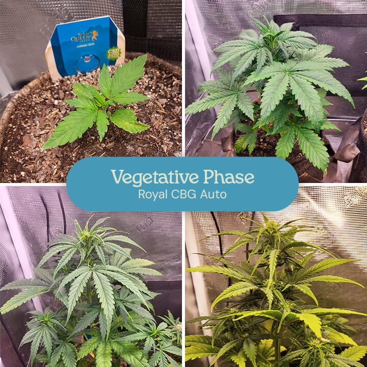 Vegetative Phase der Royal CBG Auto Cannabissorte. Die Bilder zeigen junge Pflanzen mit üppigen grünen Blättern, die höher und voller wachsen, während sie sich in den frühen Entwicklungsstadien befinden.