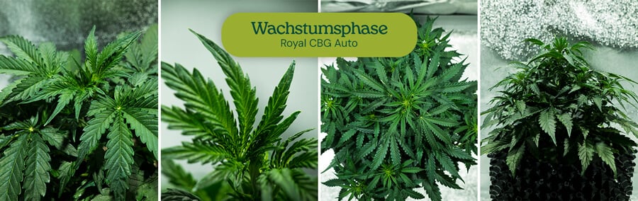 Wachstum der Cannabispflanze während der vegetativen Phase: Junge Pflanzen mit gesunden Blättern und Stielen wachsen von kleinen Sämlingen zu größeren, buschigen Pflanzen heran.