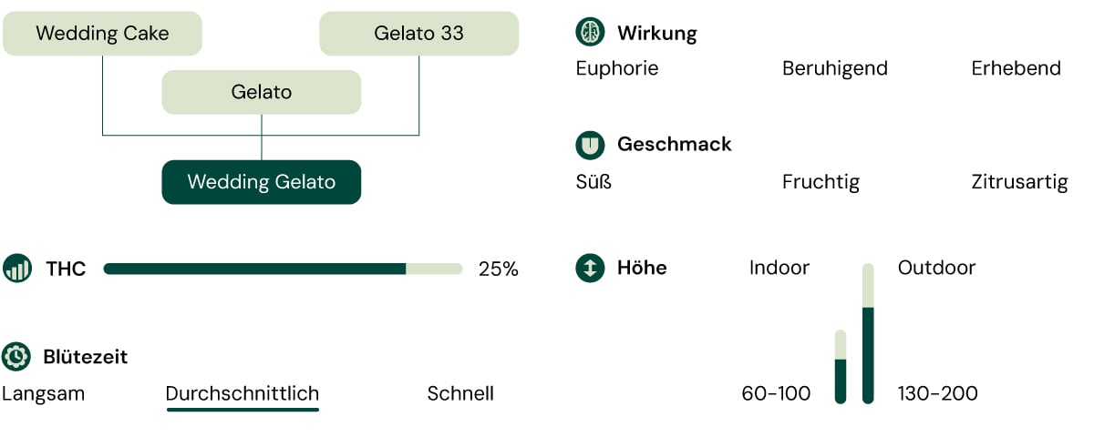 Infografik, die die Eigenschaften der Cannabis-Sorte Wedding Gelato veranschaulicht, mit einem Fokus auf den Indica-Anteil von 60 % und den THC-Gehalt von 25 %, sowie Beschreibungen des Aromas, des Geschmacksprofils und der ausgewogenen zerebralen und körperlichen Effekte.