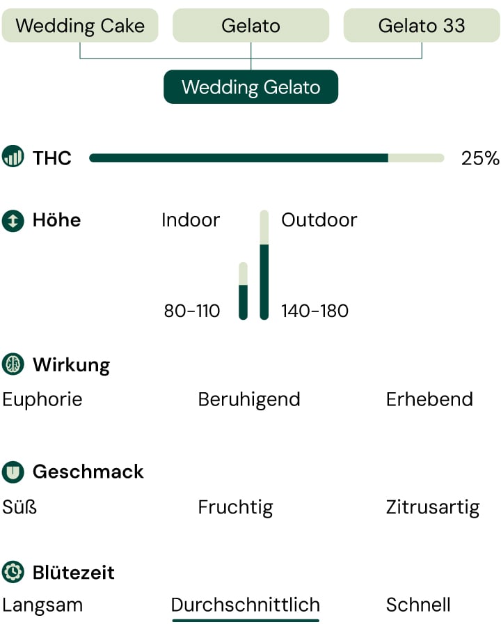 Infografik, die die Eigenschaften der Cannabis-Sorte Wedding Gelato veranschaulicht, mit einem Fokus auf den Indica-Anteil von 60 % und den THC-Gehalt von 25 %, sowie Beschreibungen des Aromas, des Geschmacksprofils und der ausgewogenen zerebralen und körperlichen Effekte.