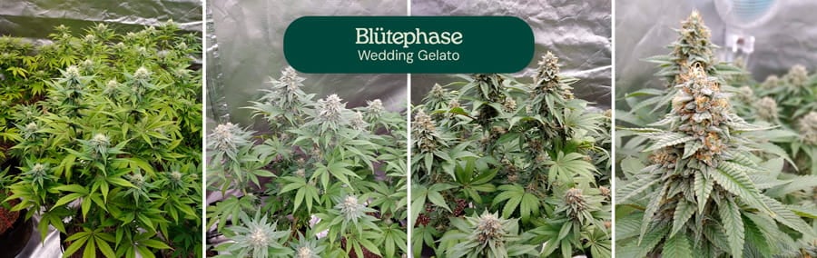 Bild, das die Blütephase der Wedding Gelato Cannabis-Pflanzen zeigt, wobei das erhebliche Wachstum, die aromatischen dichten Blütenstände und die mit Trichomen bedeckten dicken Blüten hervorgehoben werden, die nach 8-10 Wochen drinnen geerntet werden können.