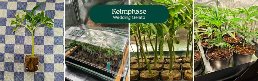 Bild, das die Keimungsphase der Cannabis-Samen Wedding Gelato zeigt, mit Fokus auf die frischen Samen und die frühen Wachstumsphasen, geeignet für Anfänger und erfahrene Züchter.