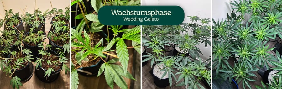 Bild, das die vegetative Phase der Wedding Gelato Cannabis-Pflanzen zeigt, mit typischer hybrider Struktur, moderat großen Fächerblättern und einem starken zentralen Stamm, geeignet für Anfänger und erfahrene Züchter.