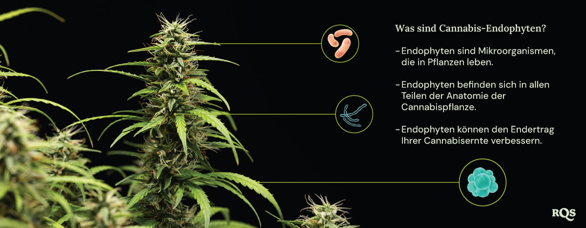 Ein Diagramm einer Cannabispflanze, umgeben von drei Kreisen, die die Vorteile von Endophyten zeigen: Sie leben in Pflanzen, bewohnen alle Pflanzenteile und steigern den Cannabisertrag. Eine Lupe hebt die Endophyten in der Pflanze hervor.