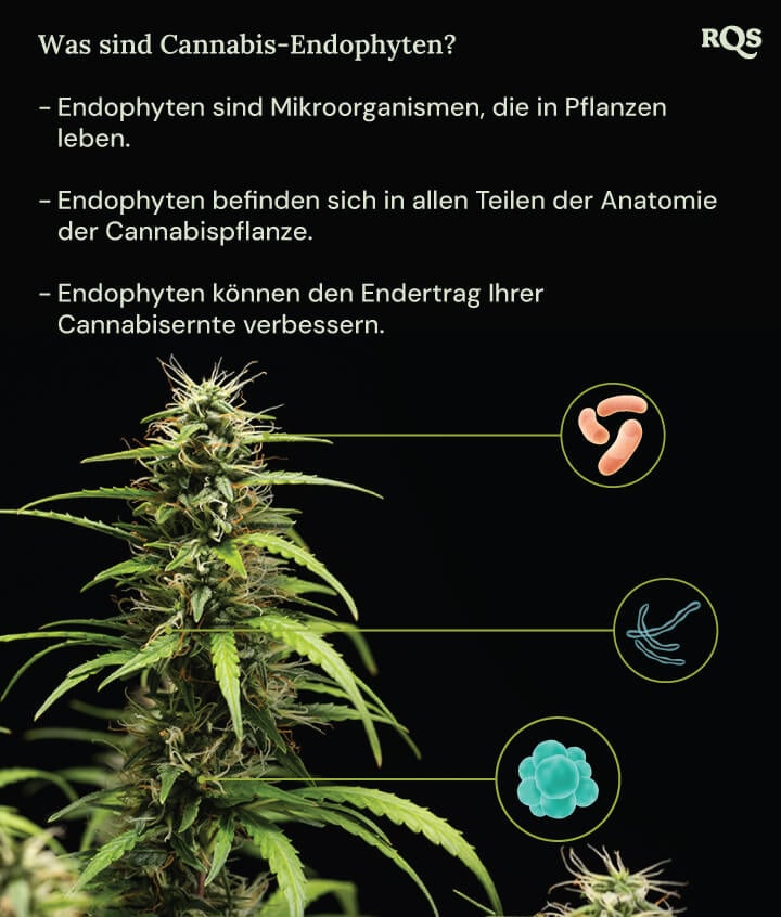 Ein Diagramm einer Cannabispflanze, umgeben von drei Kreisen, die die Vorteile von Endophyten zeigen: Sie leben in Pflanzen, bewohnen alle Pflanzenteile und steigern den Cannabisertrag. Eine Lupe hebt die Endophyten in der Pflanze hervor.